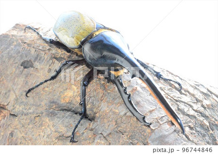 ヘラクレスオオカブトのヘラクレスヘラクレス樹木の上で　白背景 96744846