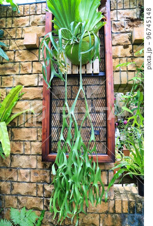 熱帯ドリームセンター(沖縄県) 熱帯ドリームセンター(沖縄県) 96745148