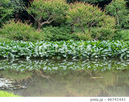 皇居の初夏の日本庭園の池 皇居の初夏の日本庭園の池 96745441