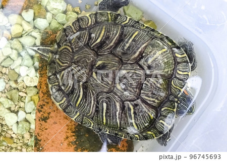 ミドリカメ 96745693