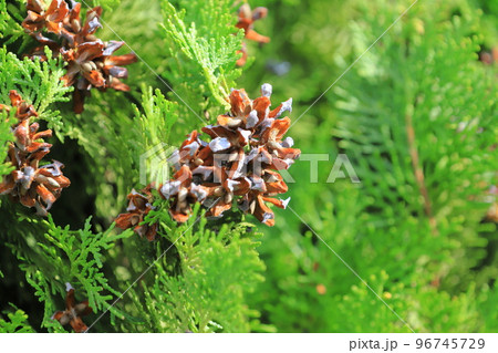 児の手柏（コノテガシワ）の実と種 96745729