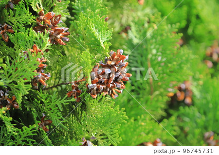 児の手柏(コノテガシワ)の実と種 児の手柏(コノテガシワ)の実と種 96745731