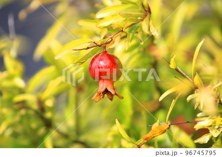 小さなヒメザクロ（チョウセンザクロ）の実 96745795