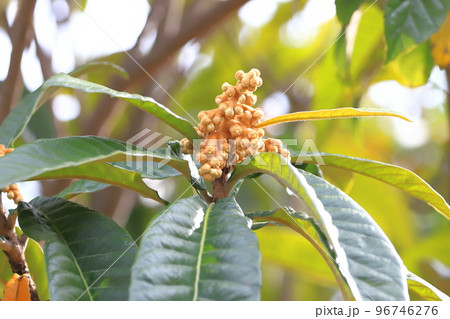 枇杷（ビワ）の花の蕾 96746276