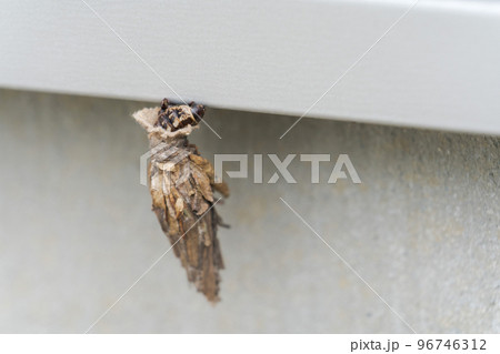 ミノムシ ミノムシ 96746312