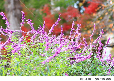 紫色のアメジストセージ（メキシカンブッシュセージ） 96746360