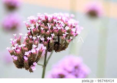 開花が進むにつれて花筒が伸びるヤナギハナガサ(柳花笠) 開花が進むにつれて花筒が伸びるヤナギハナガサ(柳花笠) 96746414