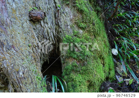 苔むした木の根元 苔むした木の根元 96746529