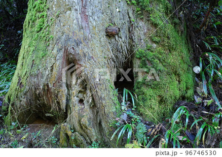 苔むした木の根元 96746530