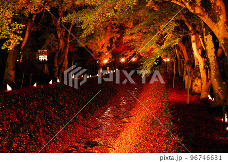 河口湖もみじ回廊ライトアップ 河口湖もみじ回廊ライトアップ 96746631
