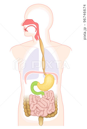 消化器、食道、胃、十二指腸、口腔、鼻腔のイラスト 96746674
