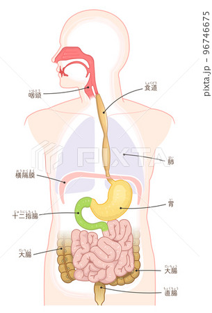 消化器、食道、胃、十二指腸、口腔、鼻腔のイラスト 96746675
