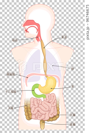 消化器、食道、胃、十二指腸、口腔、鼻腔のイラスト 96746675
