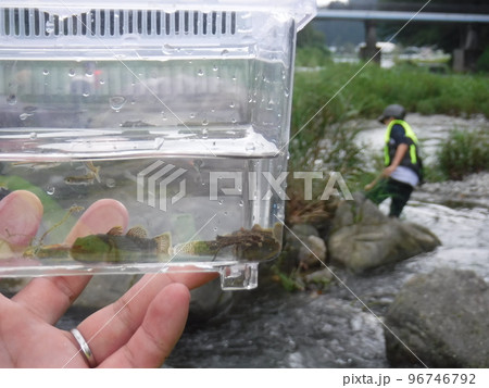 魚好きのためのイベント  ～ event for boy lovers fish 96746792