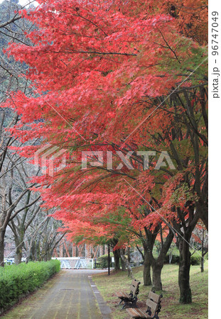 マイントピア別子、第四通洞に向かう紅葉の並木道 96747049