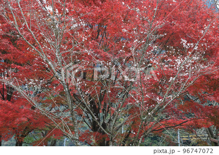 紅葉をバックに咲く冬桜(寒桜) 紅葉をバックに咲く冬桜(寒桜) 96747072