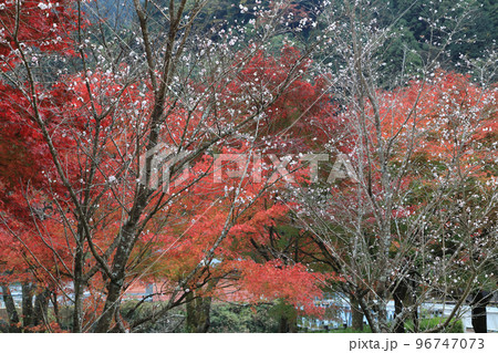 紅葉をバックに咲く冬桜（寒桜） 96747073