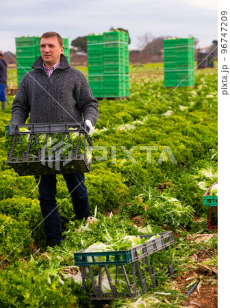 Man gardener holding crate with harvest of lechuga Man gardener holding crate with harvest of lechuga 96747209