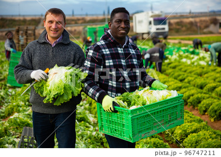 Portrait of two working friends harvesting lettuce on plantation Portrait of two working friends harvesting lettuce on plantation 96747211