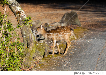 EOSR.広島宮島、歩きながら眠くなる小鹿。 96747289