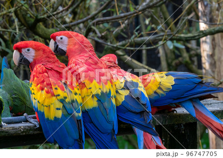 Group of ara parrots, red parrot  96747705