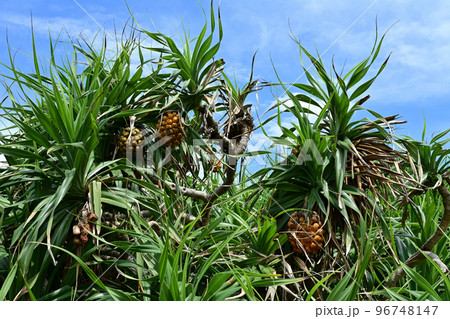 アダン アダン 96748147