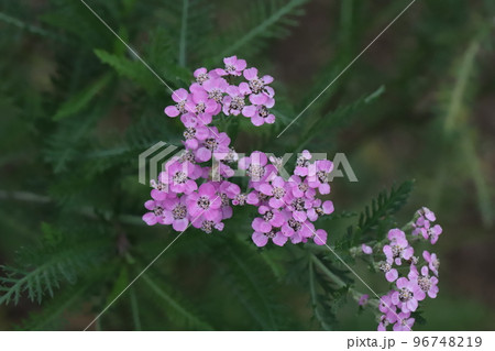 日本の晩秋の庭に咲くノコギリソウのピンク色の花 日本の晩秋の庭に咲くノコギリソウのピンク色の花 96748219