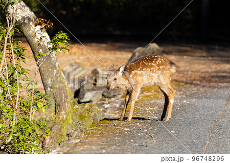 EOSR.広島宮島、カガム小鹿。 96748296