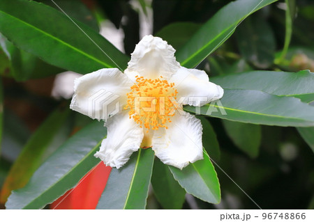 白い台湾椿（タイワンツバキ）の花 96748866