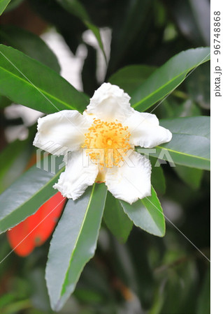 白い台湾椿（タイワンツバキ）の花 96748868