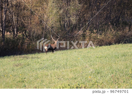 野生の鹿 96749701