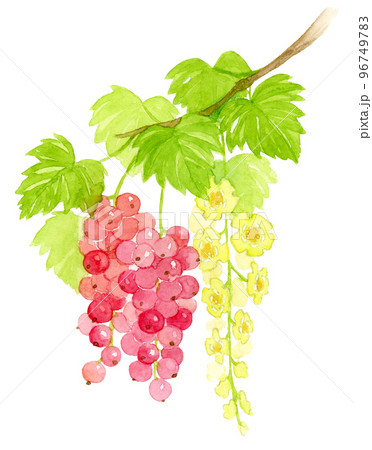 レッドカラントの花と実の水彩画 96749783