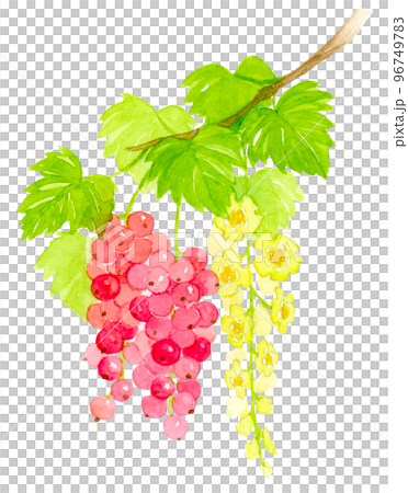 レッドカラントの花と実の水彩画 96749783