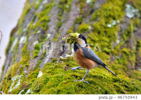 巣作りのために巣材の苔を運ぶヤマガラ 96750943