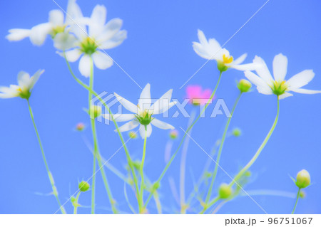 菅生4丁目わきみずひろばのコスモス 96751067