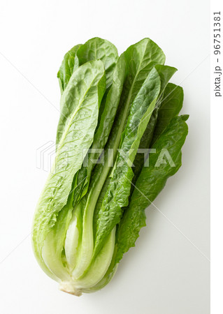 ロメインレタス　白バック 96751381