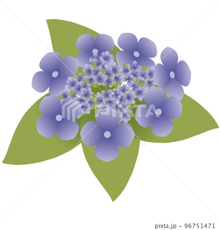ガクアジサイ 96751471
