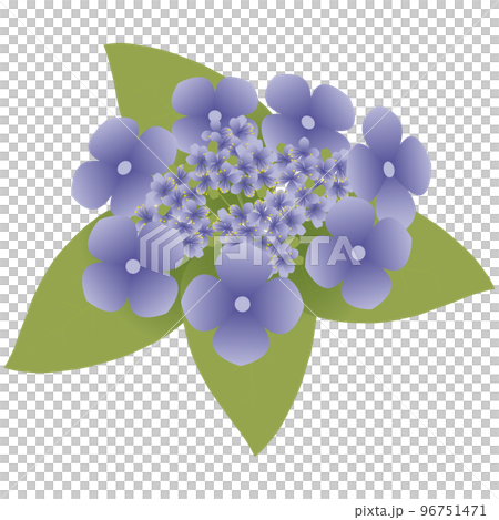 ガクアジサイ 96751471