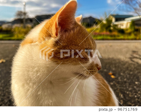 朝のねこ(チビ) 96751769