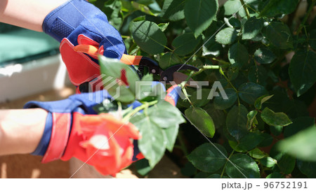 Gardener in gloves cuts branches of bush with garden pruner. Gardener in gloves cuts branches of bush with garden pruner. 96752191