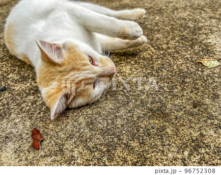 コンクリートの上でゴロゴロしている猫(プーチン) 96752308