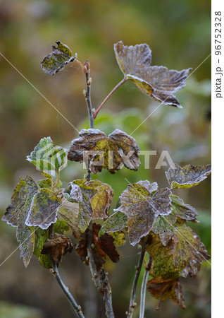 First autumn frost. The leaves of the currant bush were covered with frost. The photo was taken in the garden. Winter is coming. Vertical photo 96752328