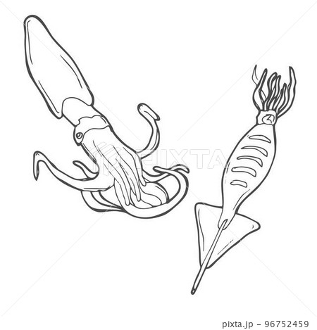 Line art Squid. Menu design, logo design. Doodle underwater animal. Exotic food 96752459