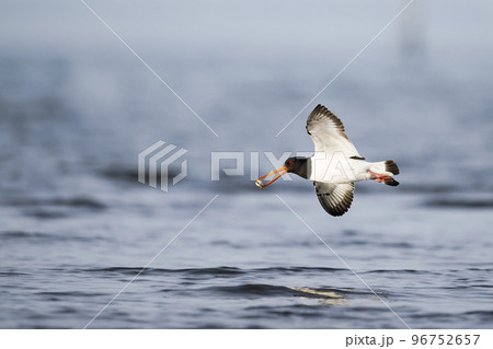 貝をくわえて飛ぶミヤコドリ 96752657