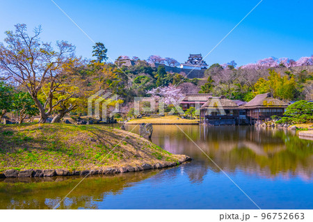 桜の彦根城と玄宮園 桜の彦根城と玄宮園 96752663