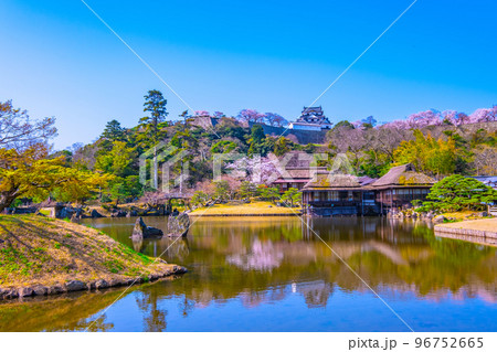 桜の彦根城と玄宮園 96752665