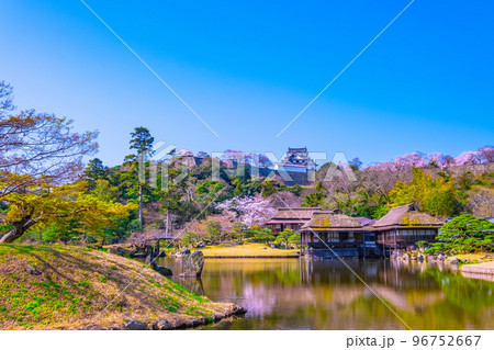 桜の彦根城と玄宮園 96752667