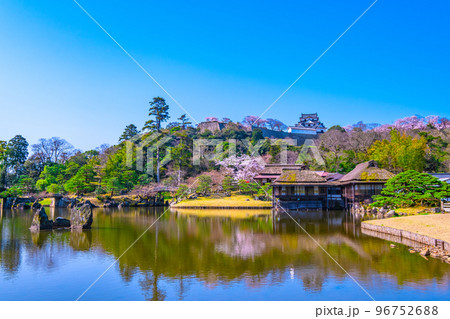 桜の彦根城と玄宮園 96752688