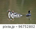 冬に飛来する渡り鳥オナガガモとオオバン 冬に飛来する渡り鳥オナガガモとオオバン 96752802