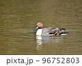冬に飛来する渡り鳥オナガガモ 冬に飛来する渡り鳥オナガガモ 96752803